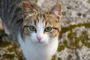 American Wirehair : Caractère, santé, prix et entretien