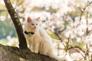 Angora Turc