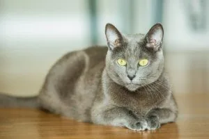 Bleu Russe