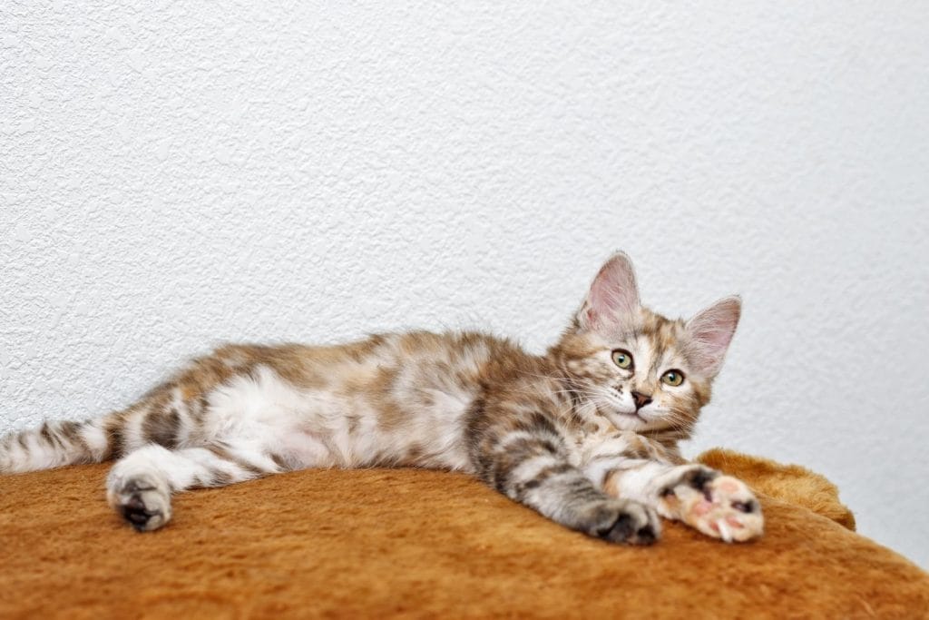 Bobtail Américain allongé