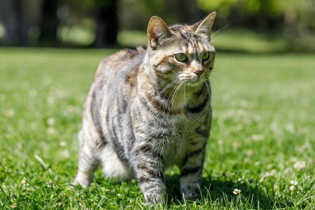 Bobtail Américain dans l'herbe