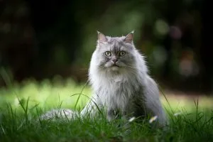 British Longhair