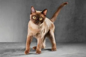 Burmese