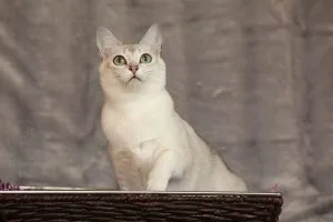 Burmilla
