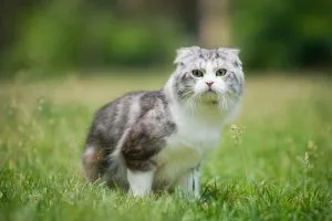 Scottish Fold