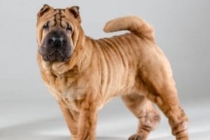 SharPei
