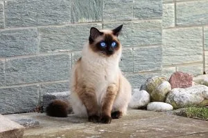 Siamois