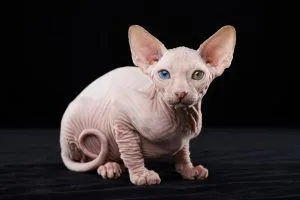 Sphynx