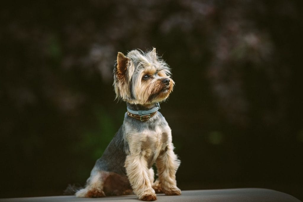 Yorkshire Terrier assis