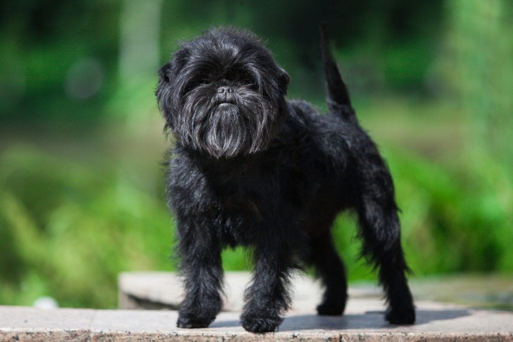 Affenpinscher debout