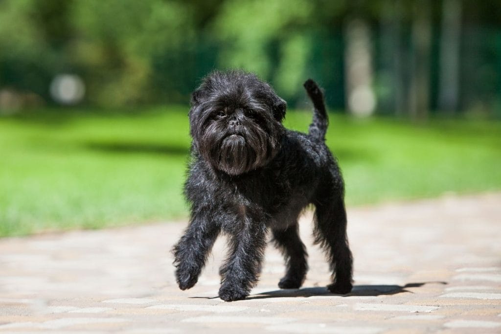 Affenpinscher qui marche