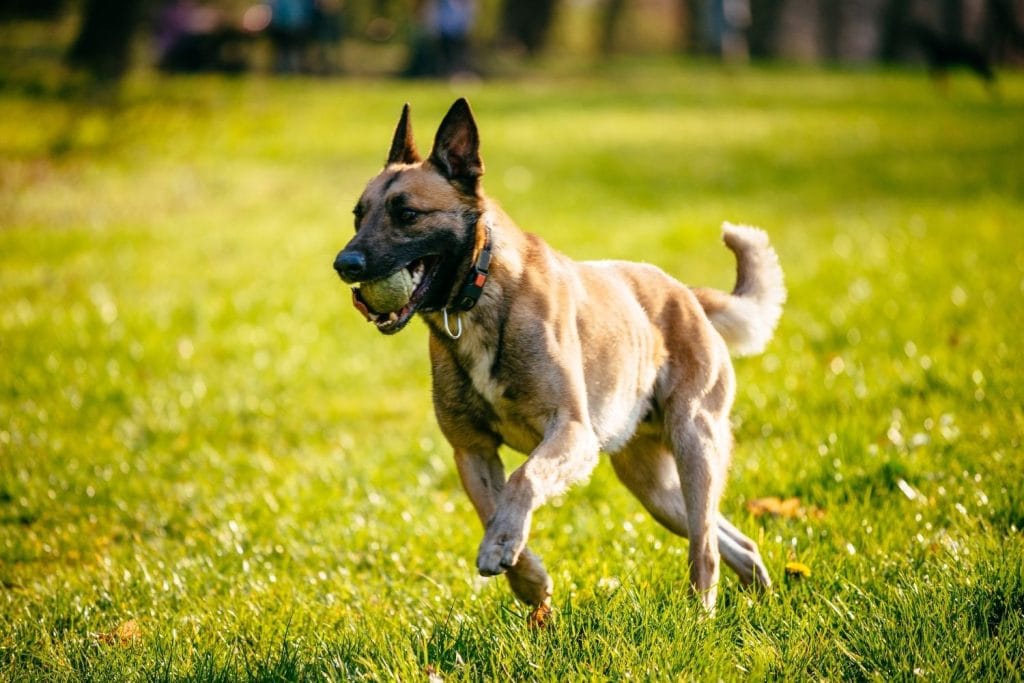 Berger Belge Malinois