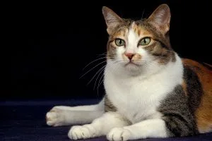 Bobtail Japonais