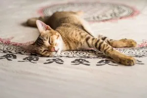 Chausie : Caractère, santé et prix du chat sauvage apprivoisé