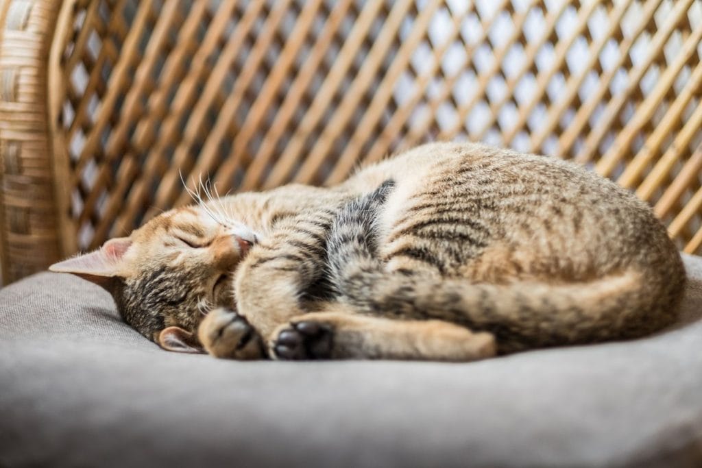 Chausie qui dort sur une chaise