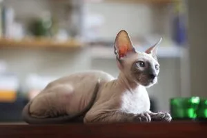 Cornish Rex
