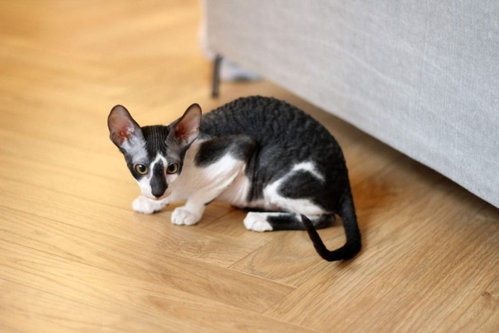 Cornish Rex noir et blanc
