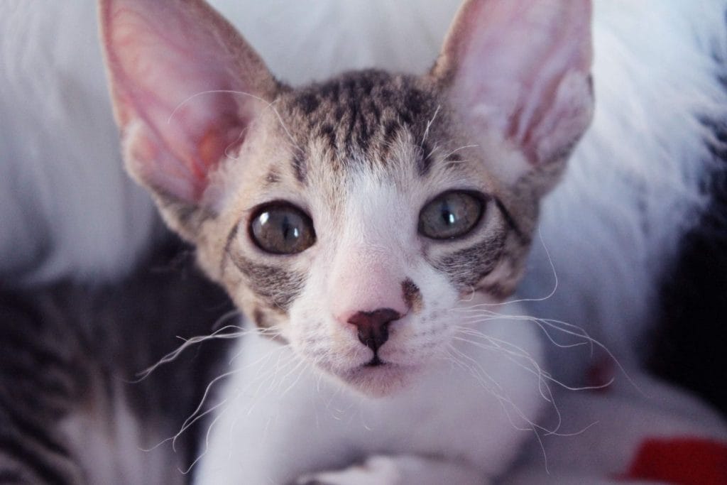 Cornish Rex vue de près