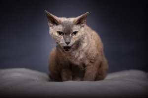Devon Rex