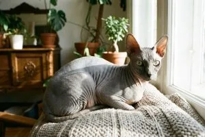 Donskoy