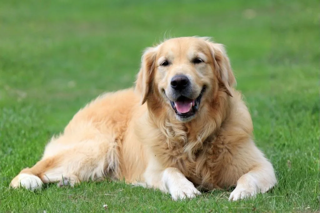 Golden Retriever