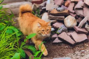 Kurilian Bobtail