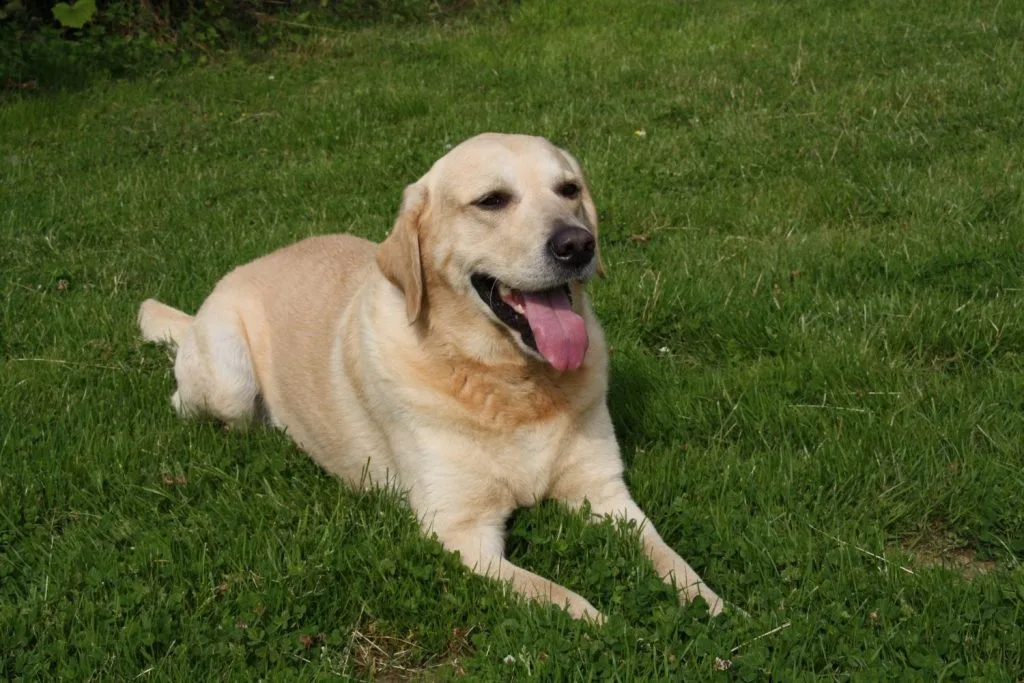 Labrador Retriever