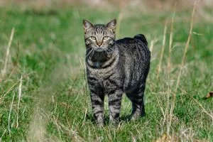 Manx