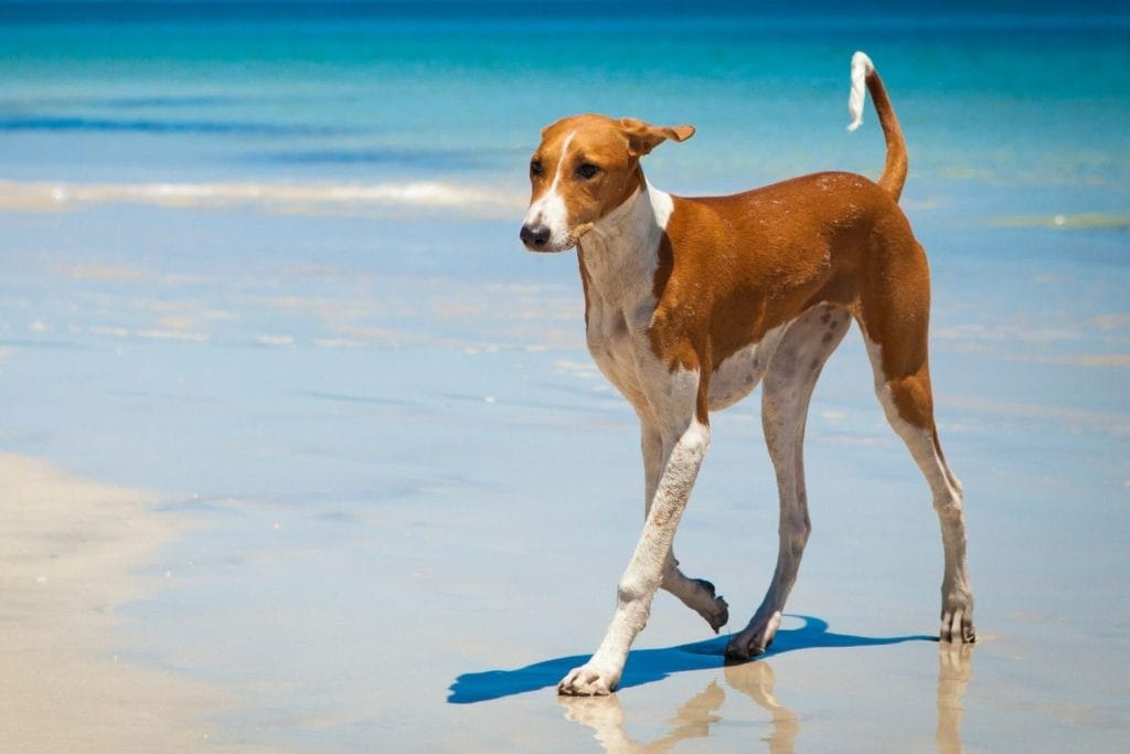 Azawakh dans le sable