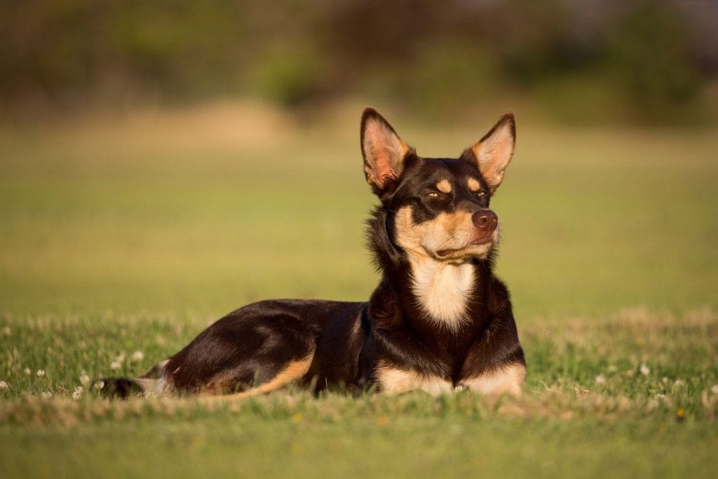 Kelpie allongé sur l'herbe