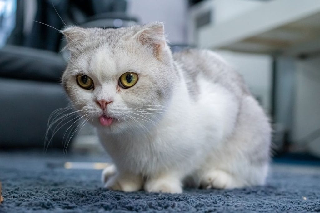 Munchkin qui tire la langue