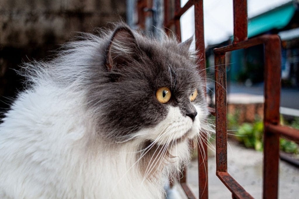 Munchkin vue de près