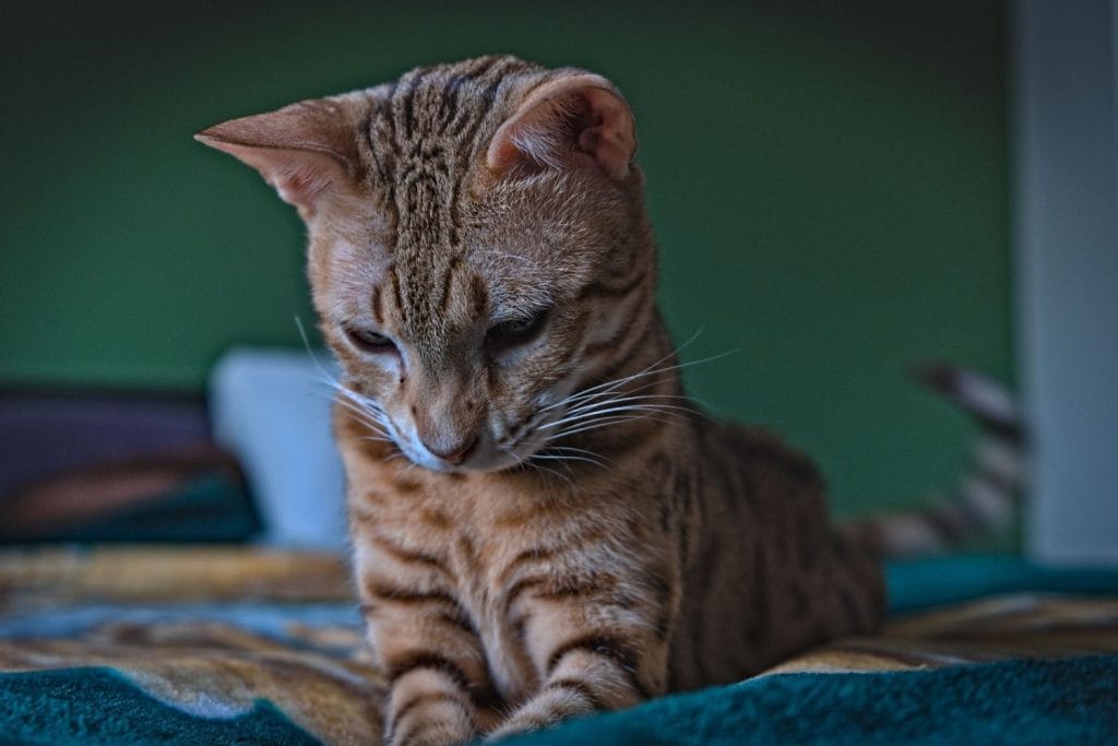 Ocicat allongé