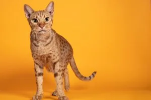 Ocicat