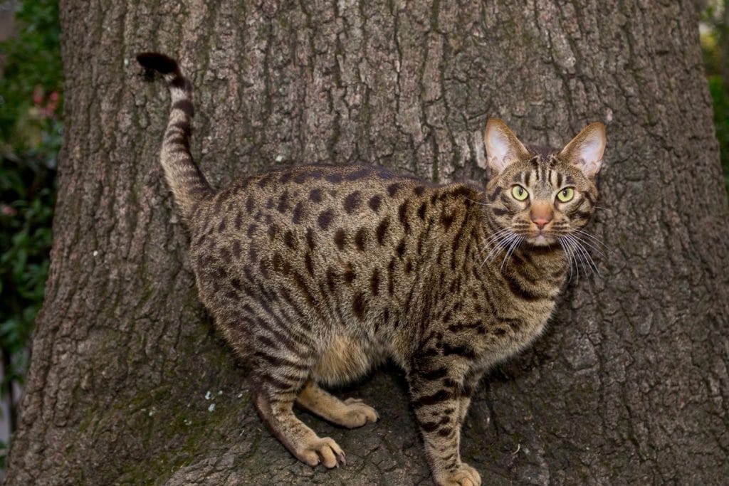 Ocicat sur un arbre