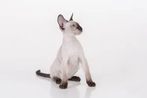 Peterbald