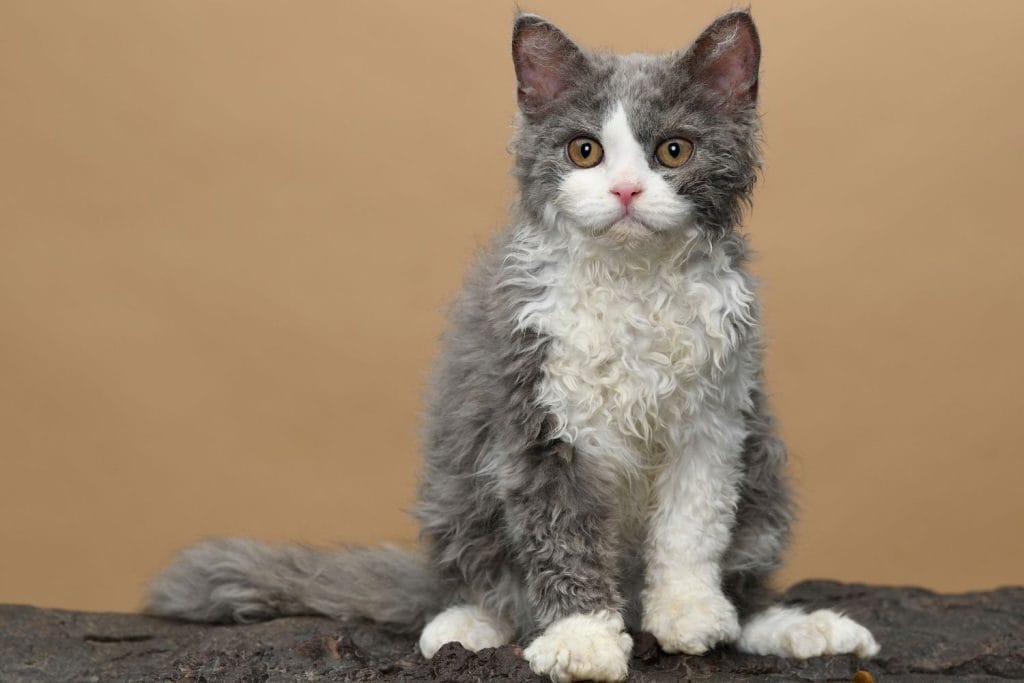 Selkirk Rex assis