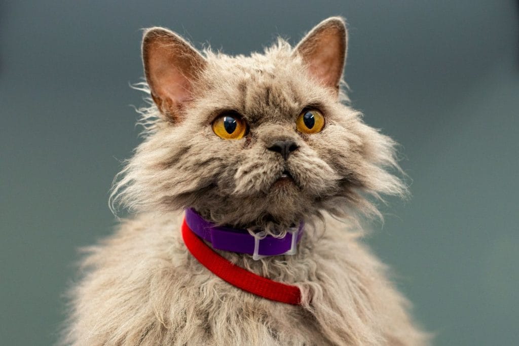 Selkirk Rex vue de près