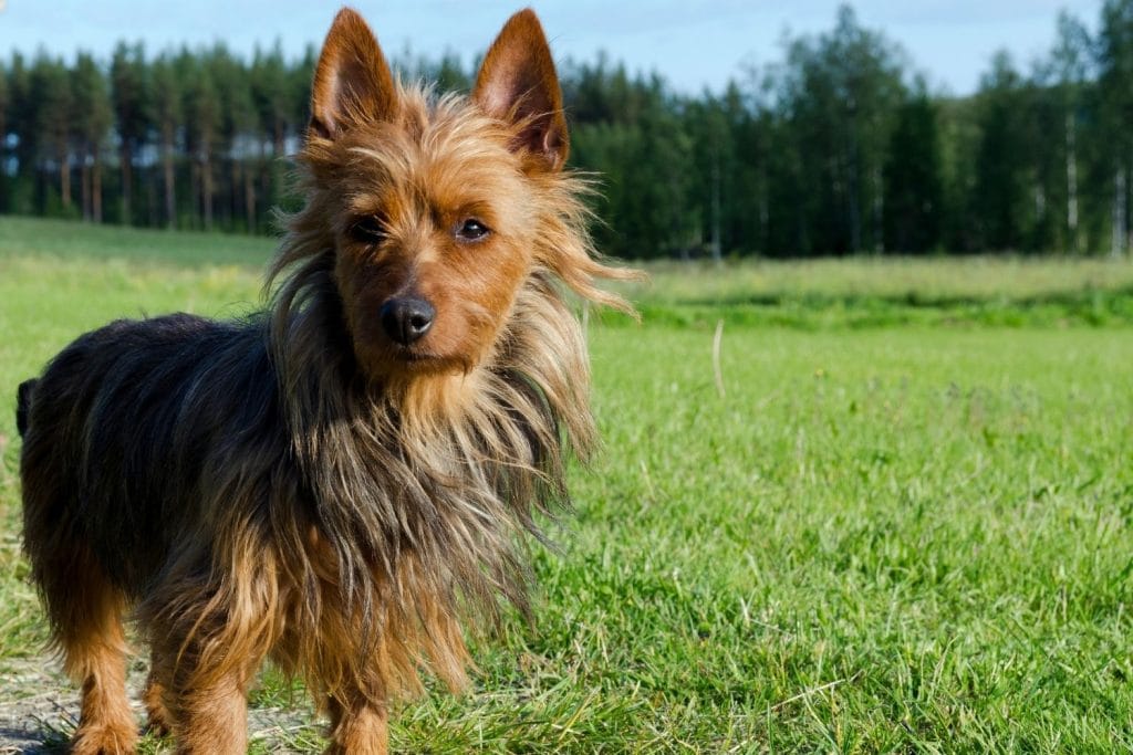 Terrier Australien debout