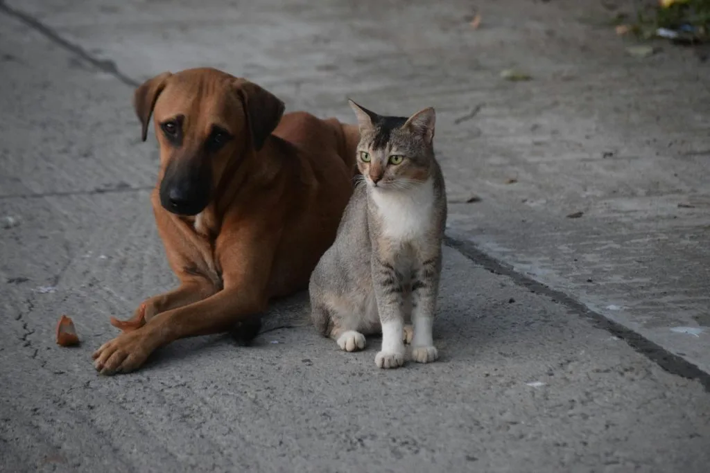CBD pour chien et chat