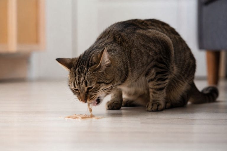 chat qui vomit
