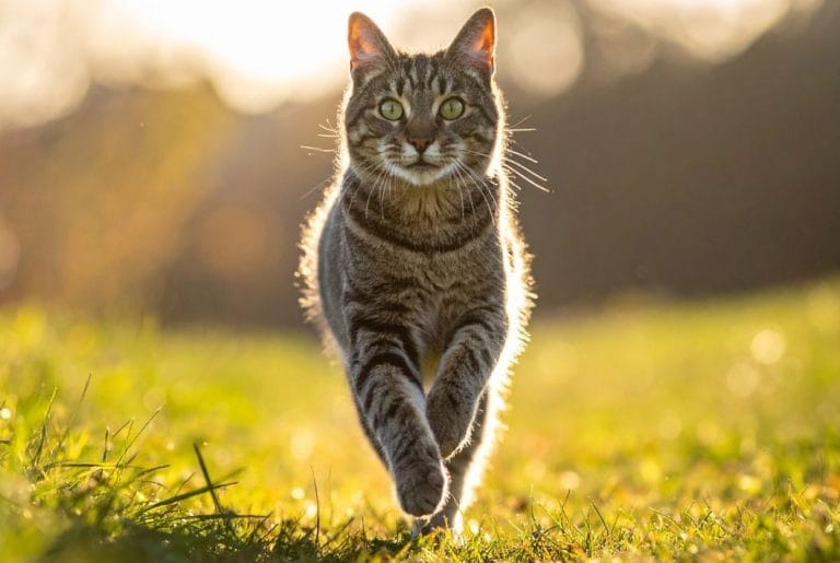 chat en bonne santé