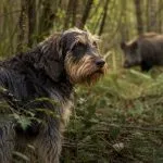 chien de chasse pour le sanglier