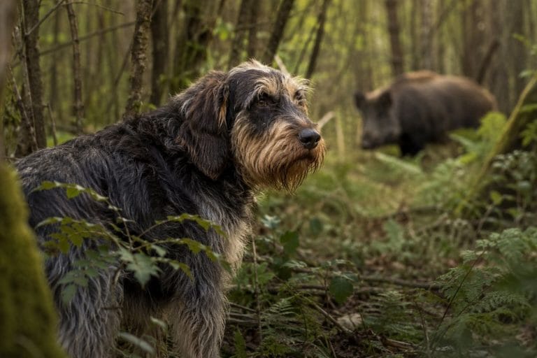 chien de chasse pour le sanglier