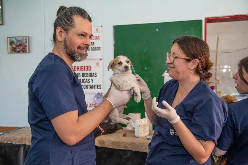 Petit chien qui va recevoir une piqûre 