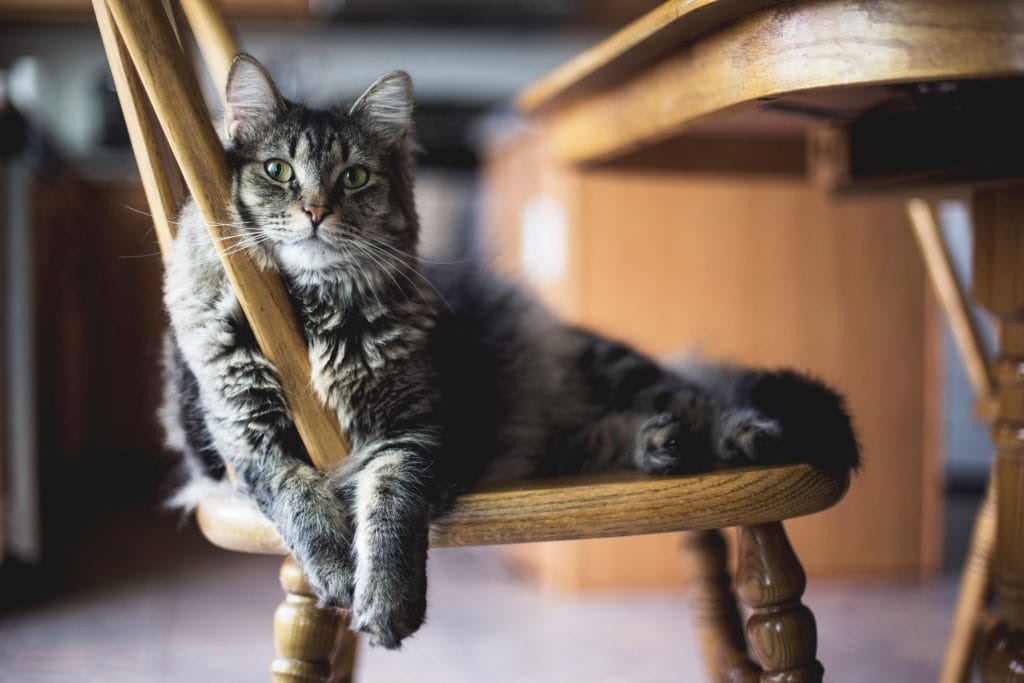 choisir croquettes chat