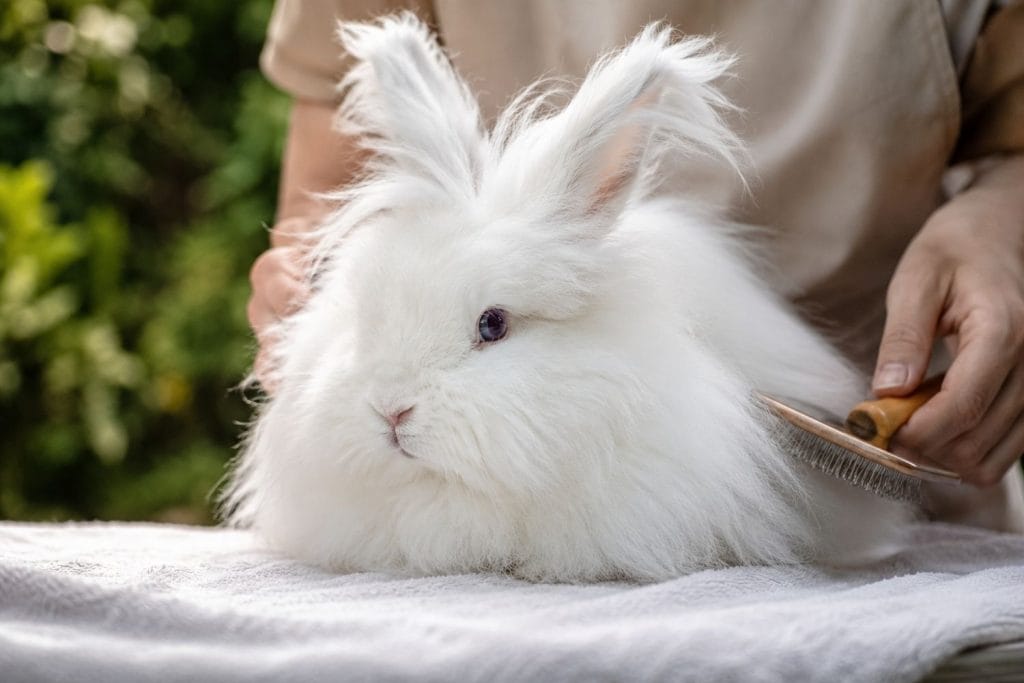 Lapin Angora : Caractère, Prix et Guide d’Entretien