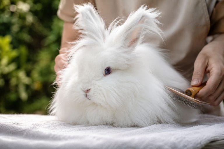 lapin angora