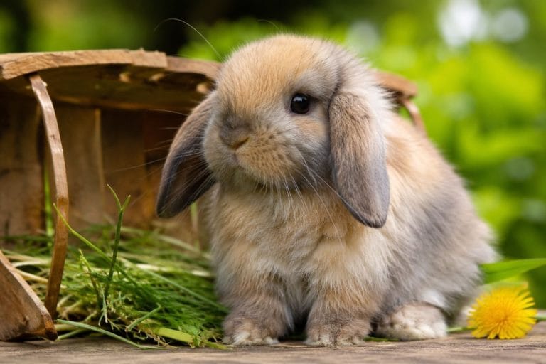 lapin bélier nain