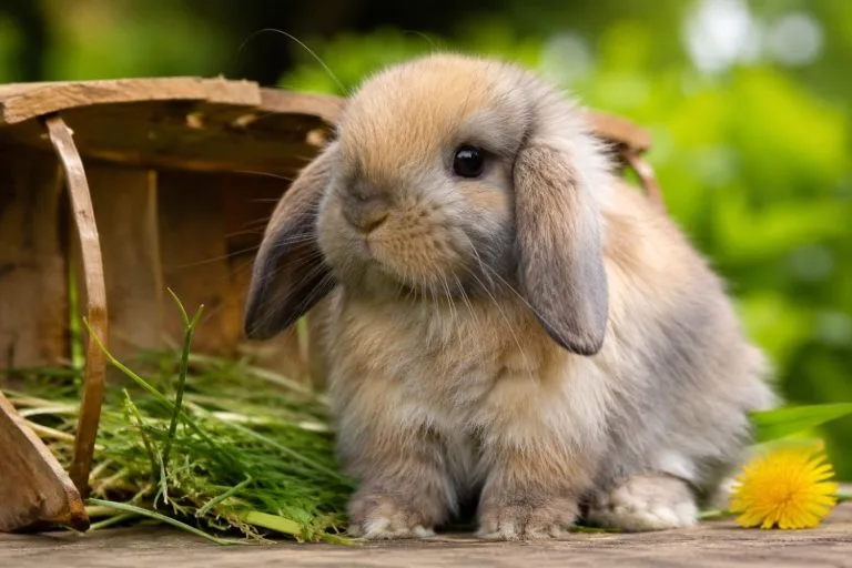 lapin bélier nain